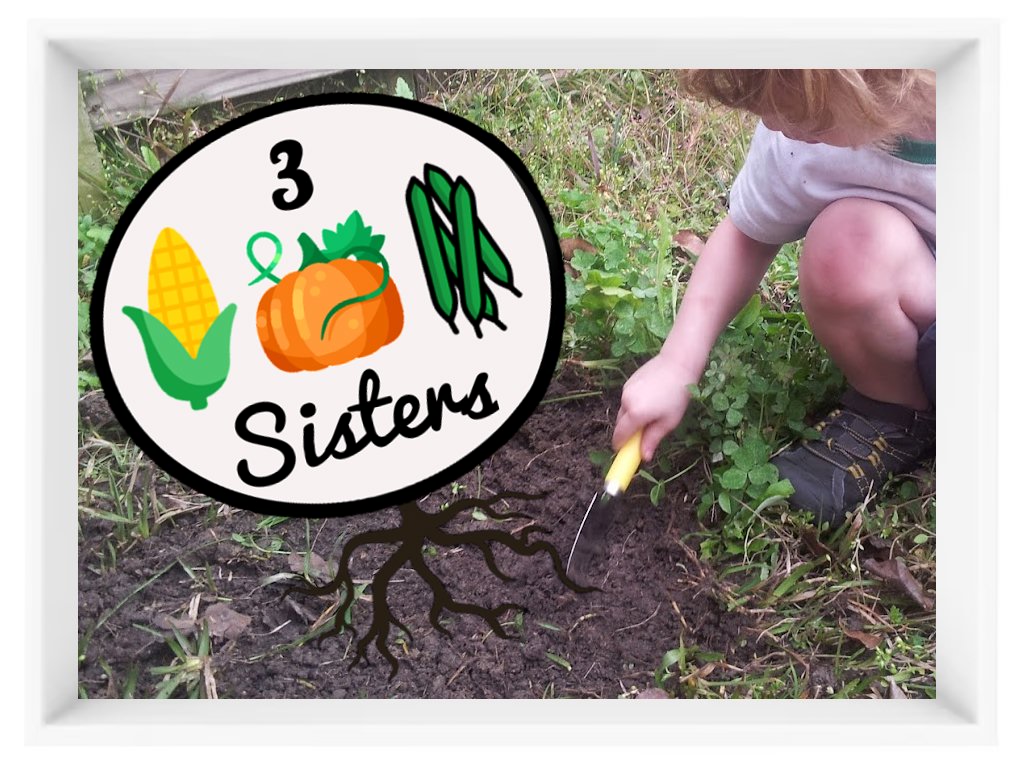 How to Grow a Three Sisters Garden in Your Backyard